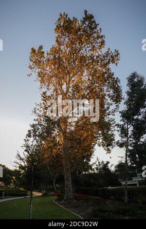 Albero di Sycamore retroilluminato durante un'alba autunnale su una città Trail a Irvine, California Stati Uniti Foto Stock