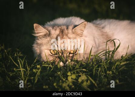 Soffice gatto grigio purebred con grandi occhi verdi sdraiati l'erba al tramonto Foto Stock