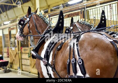 Cavallo nel paddock stabile Foto Stock