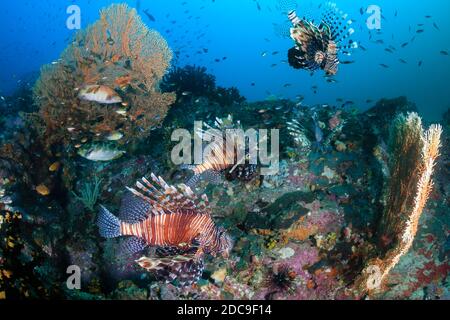 Lionfish predatore che pattugliano una barriera corallina tropicale scura all'alba Foto Stock