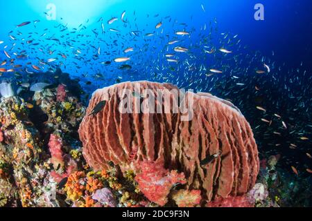 Pesci tropicali colorati che nuotano intorno ad una barriera corallina tropicale Thailandia Foto Stock