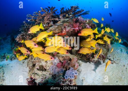 Blue Stripe Snapper su una colorata barriera corallina tropicale Il Mare delle Andamane Foto Stock
