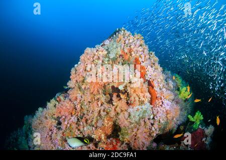 Pesci tropicali colorati che nuotano intorno ad una barriera corallina tropicale Thailandia Foto Stock