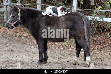 25.12.2018, Hoppegarten, Brandeburgo, Germania - il cane giace sul dorso di un pony e dei nibbles sul suo crowup. 00S181225D790CAROEX.JPG [VERSIONE DEL MODELLO: NON UNA Foto Stock