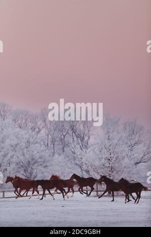 22.01.2019, Graditz, Sassonia, Germania - cavalli in inverno al tramonto in galoppo nel paddock. 00S190122D563CAROEX.JPG [VERSIONE DEL MODELLO: NON APPLICABILE, PROP Foto Stock