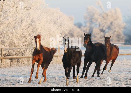 22.01.2019, Graditz, Sassonia, Germania - cavalli in inverno al mattino galoppando nel paddock. 00S190122D887CAROEX.JPG [MODELLO RELEASE: NON RICORRENTE Foto Stock