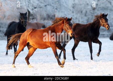 22.01.2019, Graditz, Sassonia, Germania - cavalli in inverno al mattino galoppando nel paddock. 00S190122D882CAROEX.JPG [MODELLO RELEASE: NON RICORRENTE Foto Stock