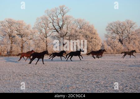 22.01.2019, Graditz, Sassonia, Germania - cavalli in inverno al mattino galoppando nel paddock. 00S190122D889CAROEX.JPG [MODELLO RELEASE: NON RICORRENTE Foto Stock