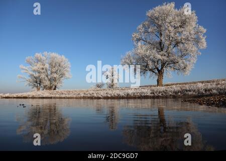 22.01.2019, Graditz, Sassonia, Germania - paesaggio invernale sulle rive dell'Elba. 00S190122D908CAROEX.JPG [VERSIONE DEL MODELLO: NON APPLICABILE, REL PROPRIETÀ Foto Stock