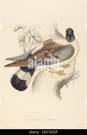 Elizabeth Gould, (artista), British, 1804 - 1841, Columba Leuconota (Pigeon della neve), litografia colorata a mano Foto Stock