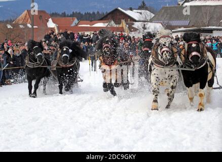10.02.2019, Rinchnach, Baviera, Germania - corsa di cavalli a sangue freddo. 00S190210D855CAROEX.JPG [RELEASE DEL MODELLO: NO, RELEASE DELLA PROPRIETÀ: NO Foto Stock
