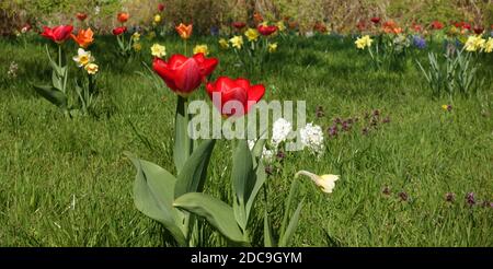 18.04.2019, Berlino, Berlino, Germania - tulipani, narcisi e giacinti crescono in un prato. 00S190418D450CAROEX.JPG [VERSIONE DEL MODELLO: NON APPLICABILE, CORRETTA Foto Stock