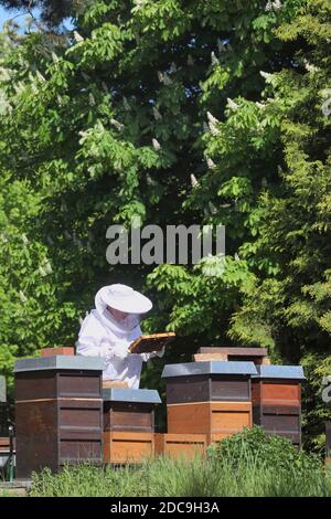 18.05.2019, Berlino, Berlino, Germania - Beekeeper che controlla un nido d'ape da uno dei suoi apiari. 00S190518D384CAROEX.JPG [VERSIONE DEL MODELLO: SÌ, PROPRIETÀ R Foto Stock