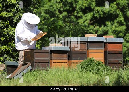 18.05.2019, Berlino, Berlino, Germania - Beekeeper che controlla un nido d'ape da uno dei suoi apiari. 00S190518D487CAROEX.JPG [RELEASE DEL MODELLO: NO, PROPRIETÀ RE Foto Stock