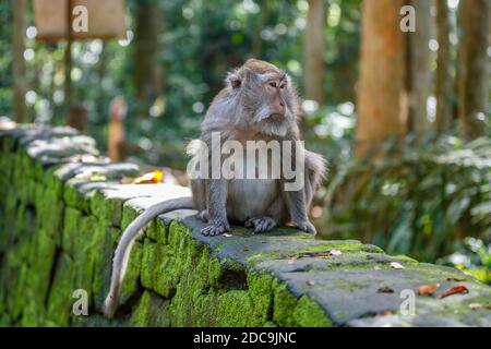 Macaco adulto a coda lunga o a base di granchio, sparato a tutto il corpo. Sangeh Monkey Forest o Obyek Wisata Sangeh, Bali, Indonesia Foto Stock
