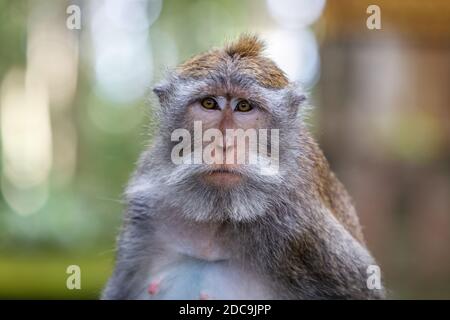 Macaco adulto a coda lunga o a granchio, colpo di testa. Sangeh Monkey Forest o Obyek Wisata Sangeh, Bali, Indonesia Foto Stock