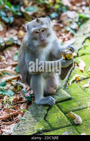 Macaco adulto a coda lunga o a base di granchio, sparato a tutto il corpo. Sangeh Monkey Forest o Obyek Wisata Sangeh, Bali, Indonesia Foto Stock