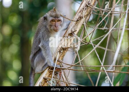 Macaco adulto a coda lunga o a base di granchio, sparato a tutto il corpo. Sangeh Monkey Forest o Obyek Wisata Sangeh, Bali, Indonesia Foto Stock