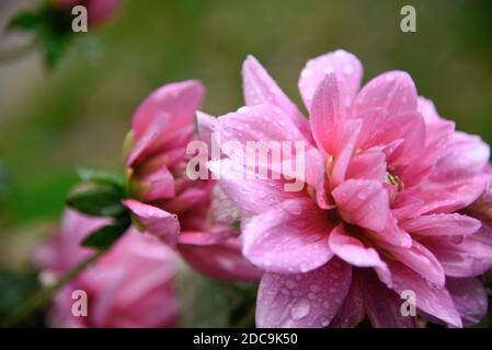 Un bel fiore rosa con gocce di pioggia / mattina rugiada su di esso. Il fiore è luminoso ha i pink profondi e i bianchi luminosi Foto Stock
