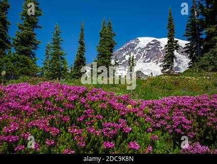 WA18276-00...WASHINGTON - fioritura di erica rossa vicino ad alta Vista nella zona dei Paradise Meadows del Parco Nazionale di Mount Rainier. Foto Stock