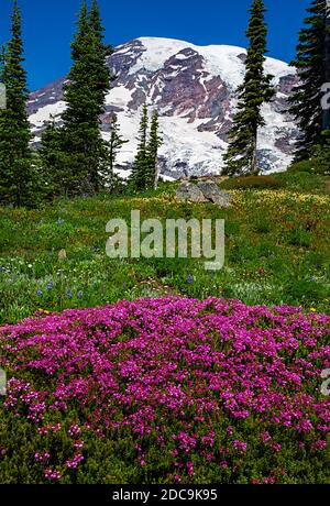 WA18277-00...WASHINGTON - fioritura di erica rossa vicino ad alta Vista nella zona dei Paradise Meadows del Parco Nazionale di Mount Rainier. Foto Stock