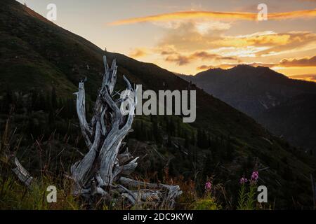 WA18326-00..WASHINGTON - albero ucciso nel 1980 eruzione di Mount St. Helens vista all'alba sul Norway Pass nel Mt St. Helens National Volcanic Monument Foto Stock