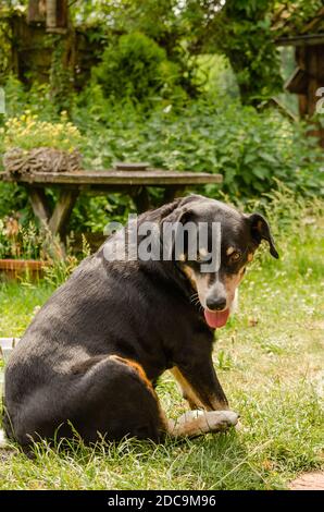 appenzeller sennenhund svizzero seduto in erba in giardino Foto Stock
