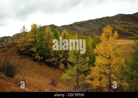 Pini verdi e larici giallastre crescono in fila sul lato di una collina vuota nella valle. Kurai steppe, Altai, Siberia, Russia. Foto Stock