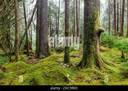 WA17902-00....WASHINGTON - Foresta pluviale lungo l'Ancient Groves Trail nella Valle Sol Duc del Parco Nazionale Olimpico. Foto Stock