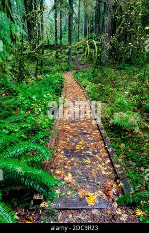 WA17905-00....WASHINGTON - Foresta pluviale lungo l'Ancient Groves Trail nella Valle Sol Duc del Parco Nazionale Olimpico. Foto Stock