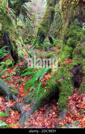 WA17909-00....WASHINGTON - la Hall of Mosses Trail nella foresta pluviale Hoh del Parco Nazionale Olimpico. Foto Stock