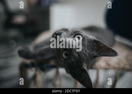 Un colpo di closeup di un gatto grigio che giace su un divano e fissando una macchina fotografica Foto Stock