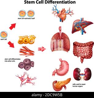 Illustrazione dello schema di differenziazione delle cellule staminali Illustrazione Vettoriale