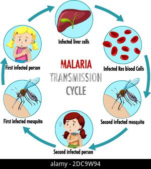 Illustrazione infografica delle informazioni sul ciclo di trasmissione della malaria Illustrazione Vettoriale