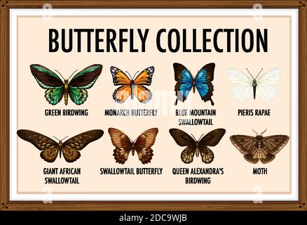 Illustrazione della raccolta delle farfalle Illustrazione Vettoriale