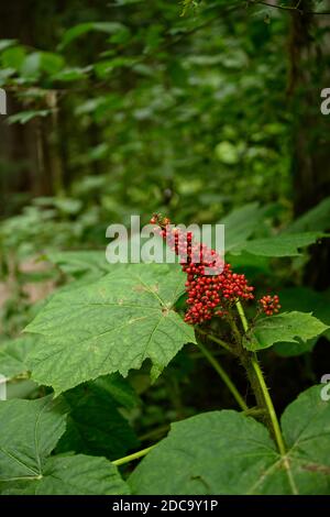 Close up foto di devil's club (Oplopanax horridus) foglie e frutta nella foresta pluviale scuro, British Columbia, Canada Foto Stock