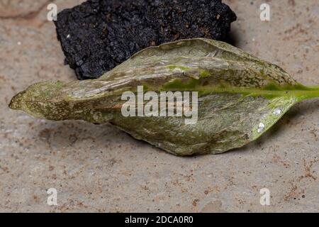 Foglia della pianta di basilico dolce della specie Ocimum basilicum colpito da larve di falma Foto Stock