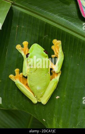 Una rana di foglie paracadutanti, Agalychnis spurelli, su un'heliconia in Costa Rica. È originario di Costa Rica, Panama, Colombia e Venezuela. Foto Stock