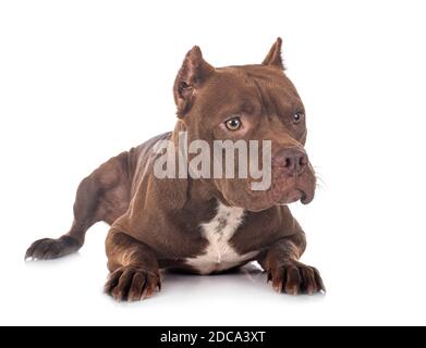 american pit bull terrier davanti a sfondo bianco Foto Stock