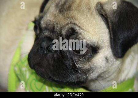 Primo piano di cucciolo di Pug bambino Foto Stock