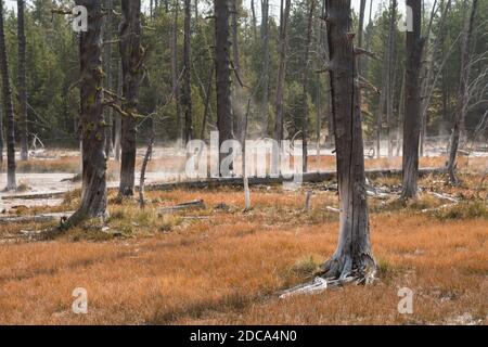 Gli alberi di 'Bobby Sox' uccisi dai depositi di silice dalle sorgenti termali di Flash Spring vicino ai Paintpot degli artisti. Parco nazionale di Yellowstone, Wyoming, Stati Uniti. Foto Stock