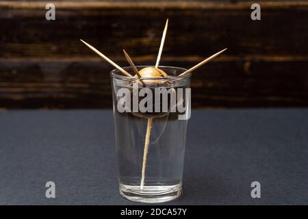 Semi di avocado che prendono radice in un bicchiere d'acqua tenuto da quattro stuzzicadenti. Concetto di coltivazione Foto Stock