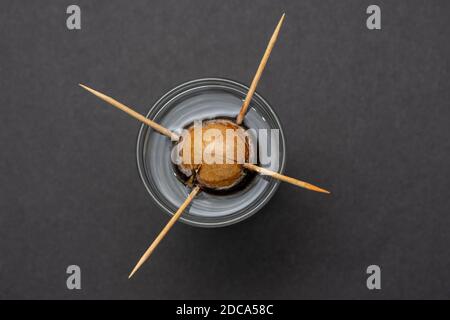 Semi di avocado che prendono radice in un bicchiere d'acqua tenuto da quattro stuzzicadenti. Concetto di coltivazione Foto Stock