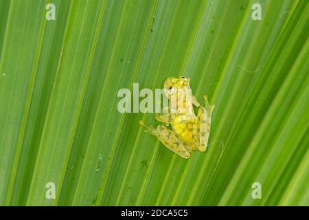 La rana di vetro reticolata, Hyalinobatrachium valerioi, è una rana notturna che si trova nelle foreste pluviali in Costa Rica, Panama, Colombia ed Ecuador. Foto Stock