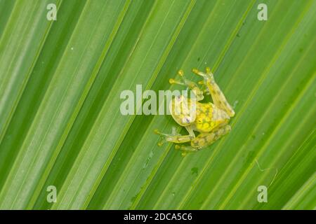 La rana di vetro reticolata, Hyalinobatrachium valerioi, è una rana notturna che si trova nelle foreste pluviali in Costa Rica, Panama, Colombia ed Ecuador. Foto Stock