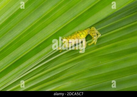 La rana di vetro reticolata, Hyalinobatrachium valerioi, è una rana notturna che si trova nelle foreste pluviali in Costa Rica, Panama, Colombia ed Ecuador. Foto Stock