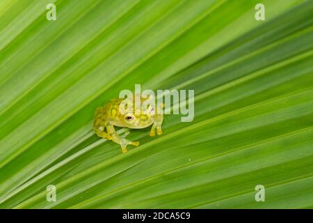 La rana di vetro reticolata, Hyalinobatrachium valerioi, è una rana notturna che si trova nelle foreste pluviali in Costa Rica, Panama, Colombia ed Ecuador. Foto Stock