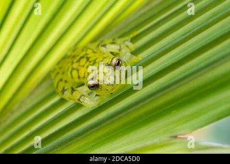 La rana di vetro reticolata, Hyalinobatrachium valerioi, è una rana notturna che si trova nelle foreste pluviali in Costa Rica, Panama, Colombia ed Ecuador. Foto Stock