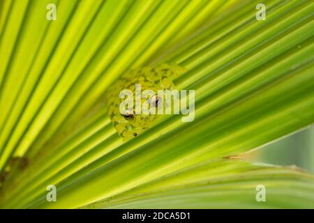 La rana di vetro reticolata, Hyalinobatrachium valerioi, è una rana notturna che si trova nelle foreste pluviali in Costa Rica, Panama, Colombia ed Ecuador. Foto Stock