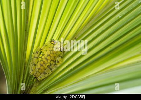 La rana di vetro reticolata, Hyalinobatrachium valerioi, è una rana notturna che si trova nelle foreste pluviali in Costa Rica, Panama, Colombia ed Ecuador. Foto Stock